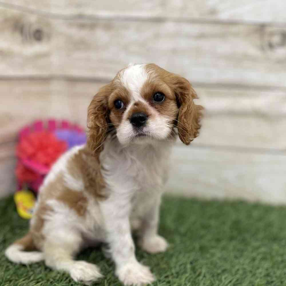 Female Cavalier King Charles Spaniel Puppy for Sale in Saugus, MA