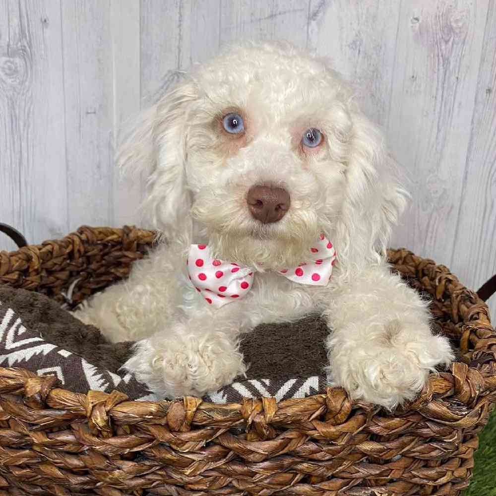Male Cockapoo Puppy for Sale in Saugus, MA