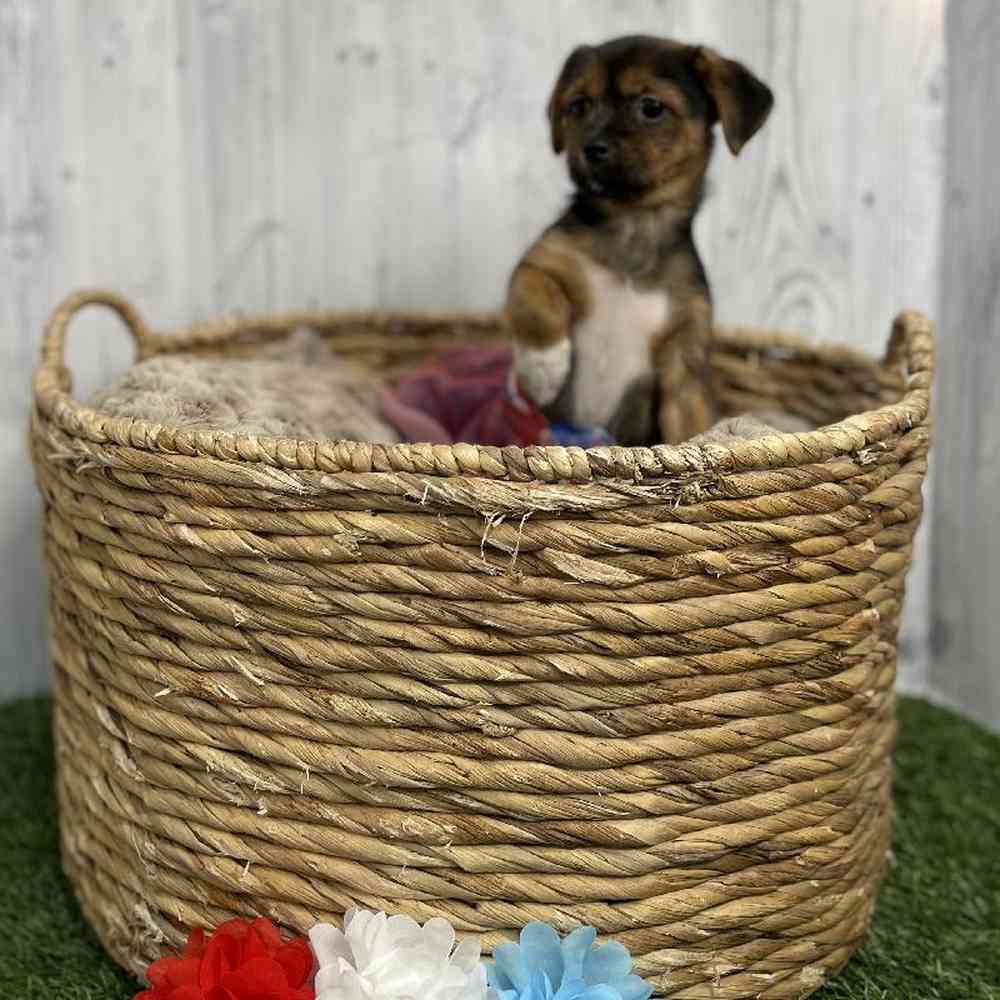 Female Yorkinese Puppy for sale