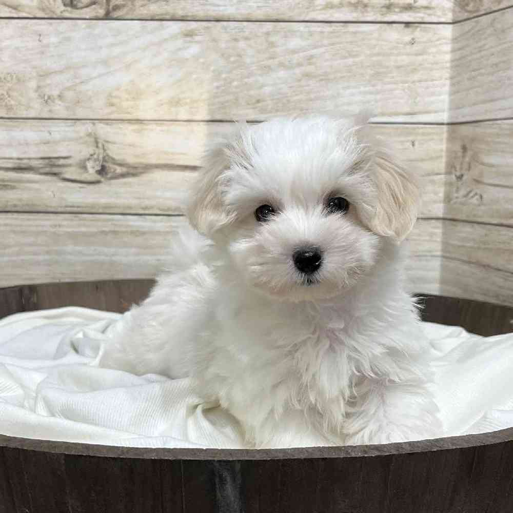 Male Coton De Tulear Puppy for Sale in Saugus, MA