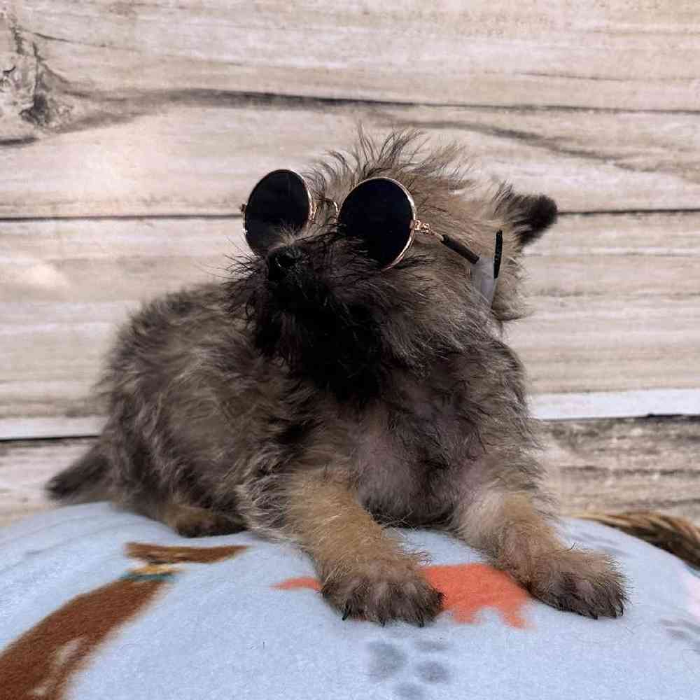 Male Cairn Terrier Puppy for Sale in Saugus, MA