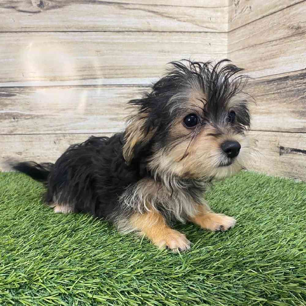 Male Silkese Puppy for Sale in Saugus, MA