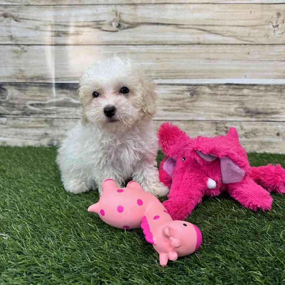 Female Poodle Toy Puppy for Sale in Saugus, MA