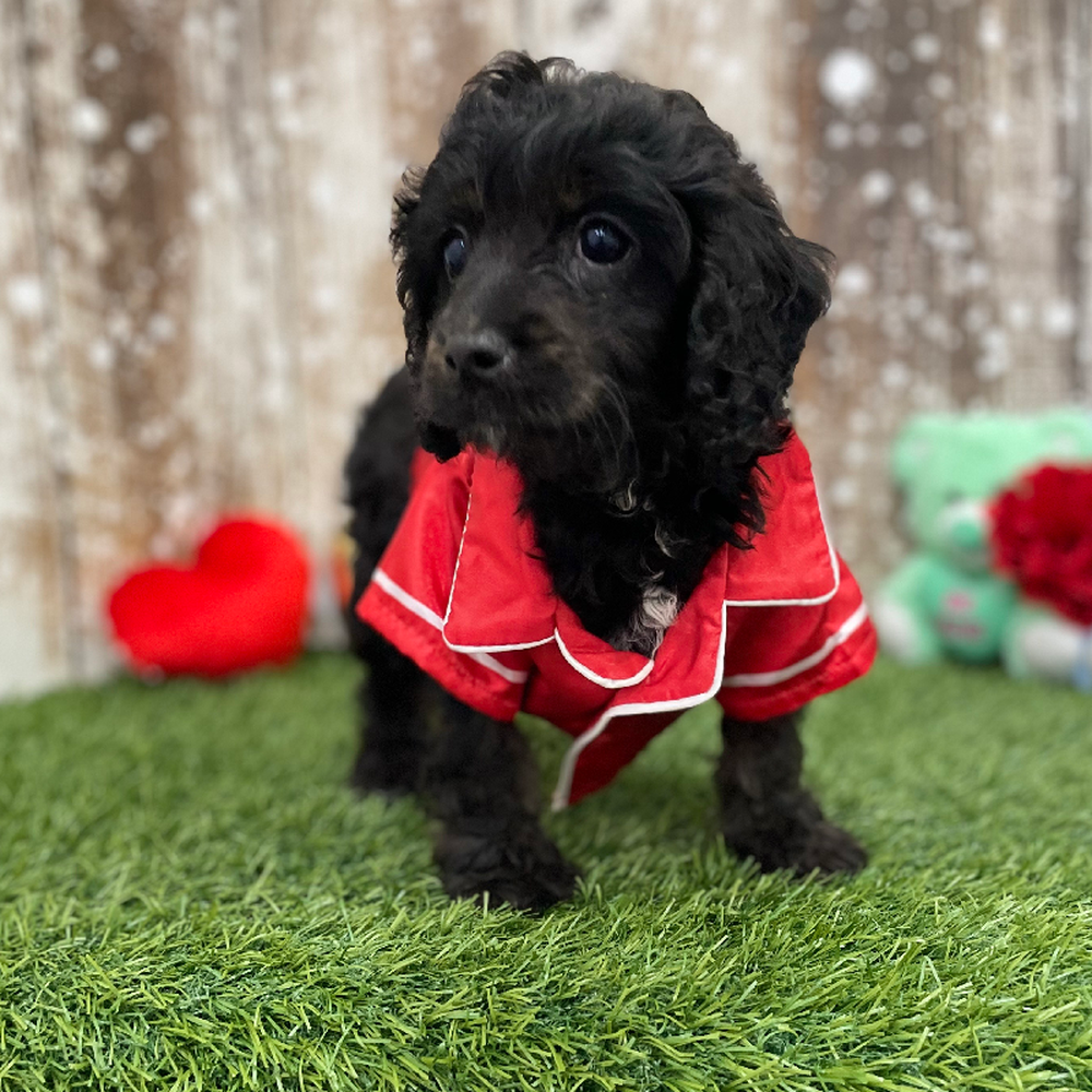 Male Cavapoo Puppy for Sale in Braintree, MA