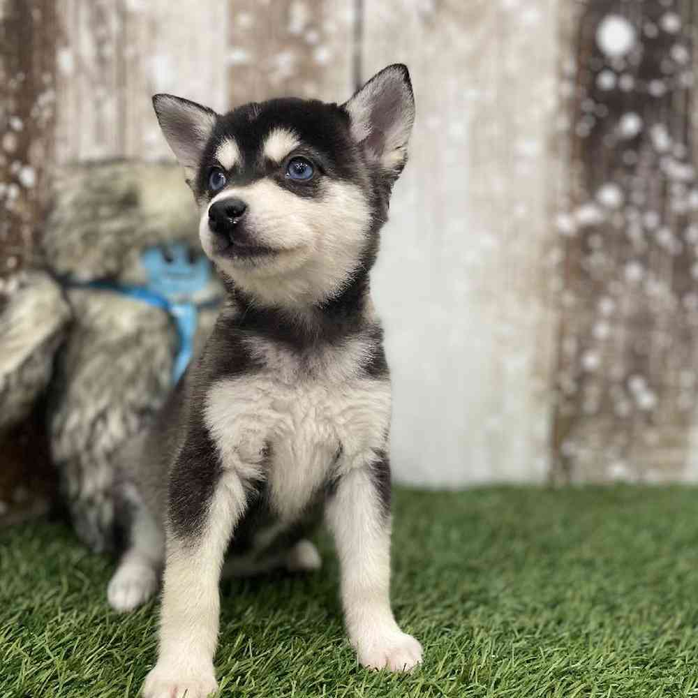 Female Alaskan Klee Kai Puppy for Sale in Braintree, MA
