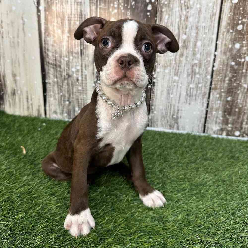 Female Boston Terrier Puppy for Sale in Saugus, MA