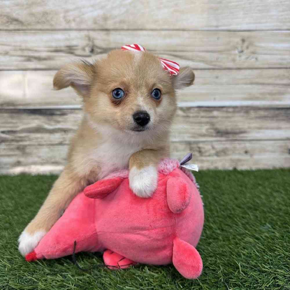 Female Aussie Pom Puppy for Sale in Saugus, MA
