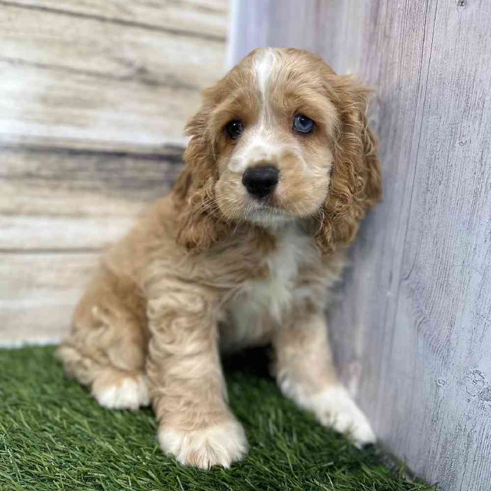 Male Cockalier Puppy for Sale in Saugus, MA