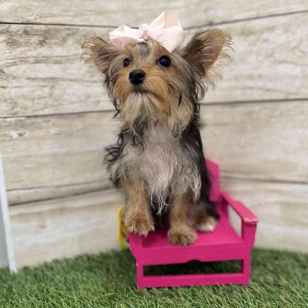 Female Yorkshire Terrier Puppy for Sale in Braintree, MA
