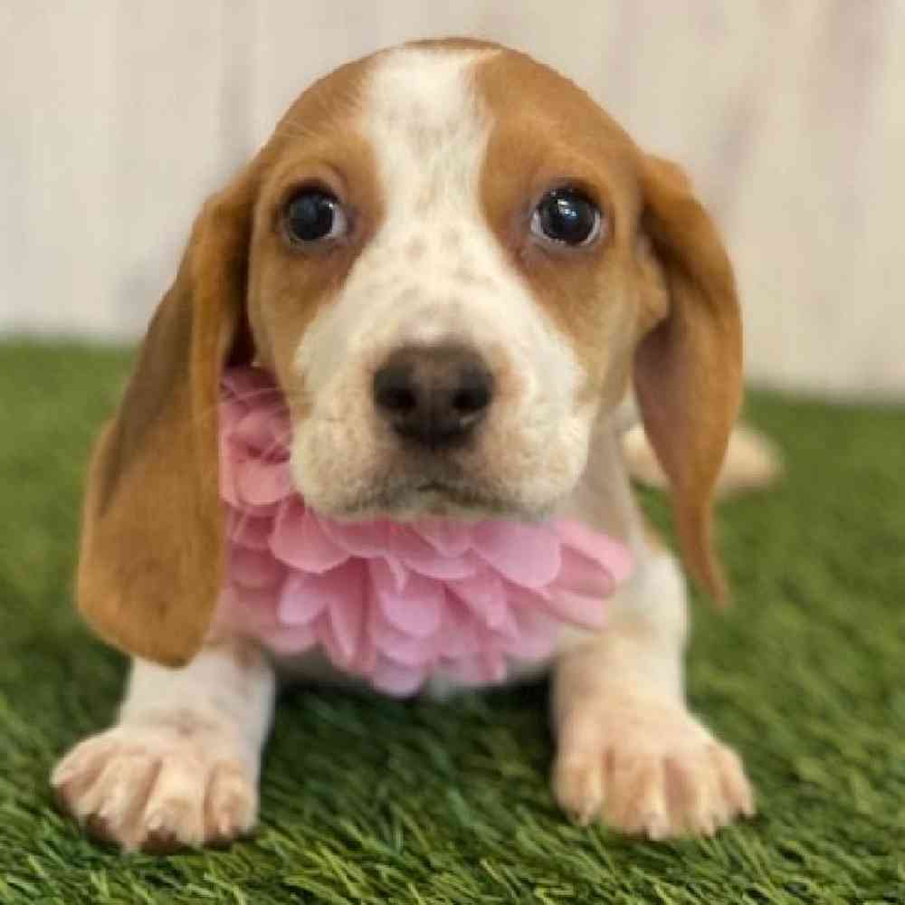 Female Beagle Puppy for sale