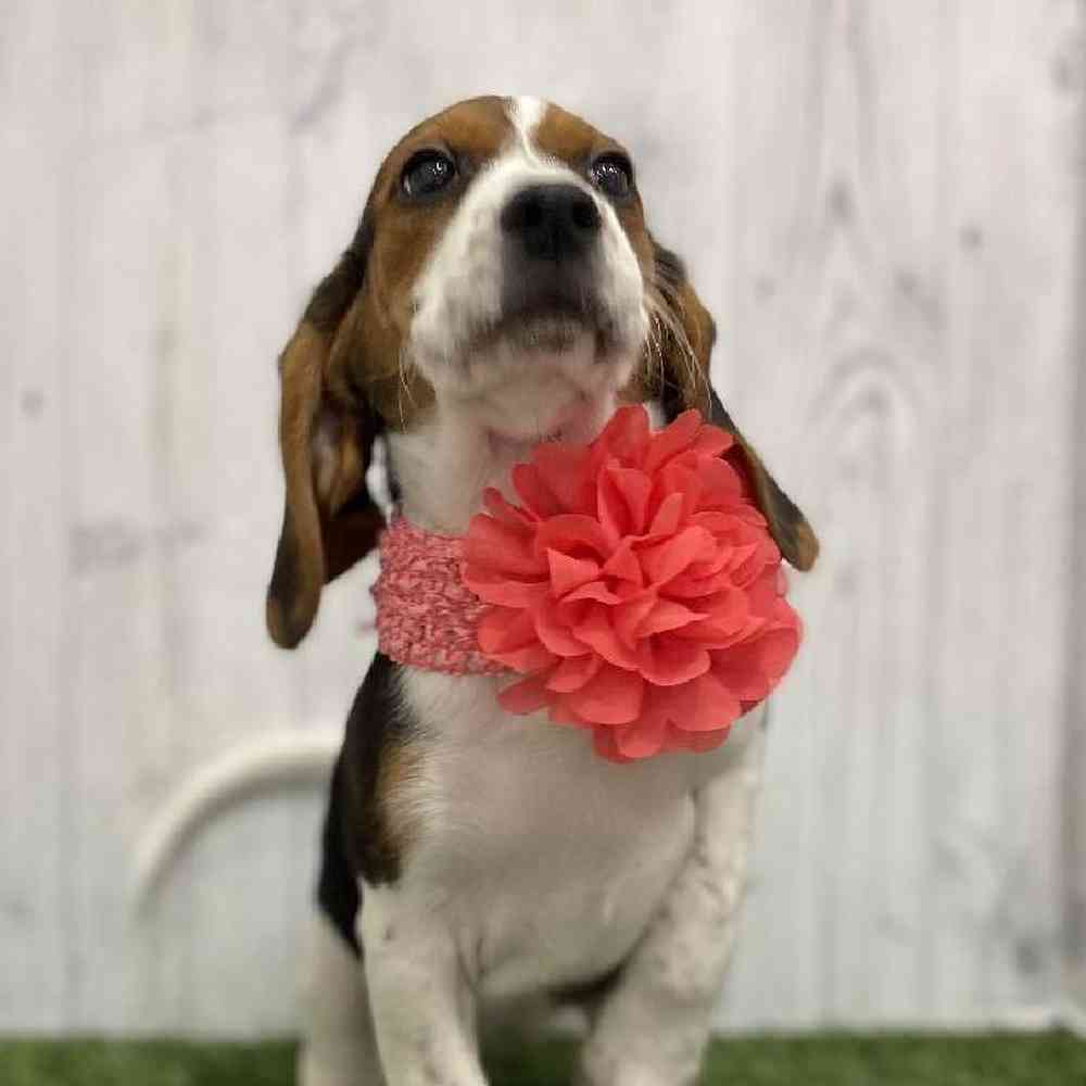 Female Beagle Puppy for Sale in Braintree, MA