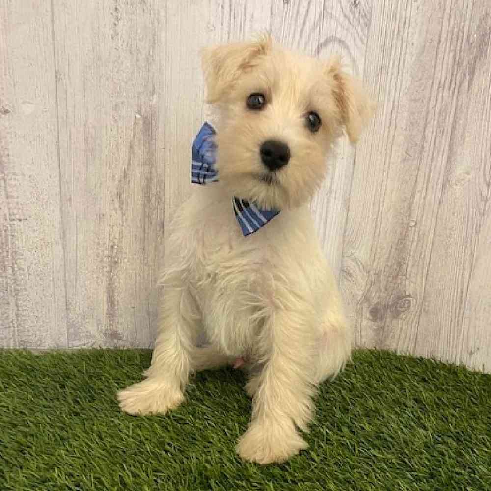Male Miniature Schnauzer Puppy for sale