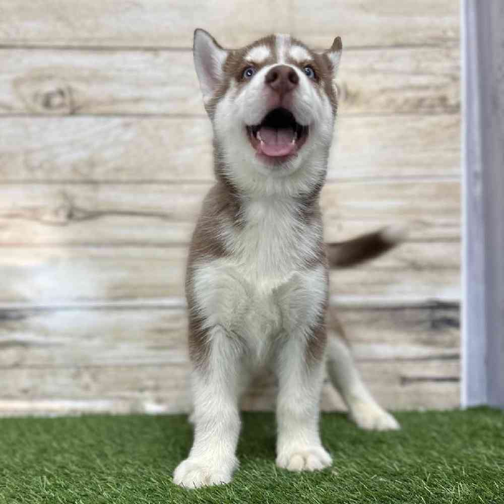 Male Siberian Husky Puppy for Sale in Braintree, MA