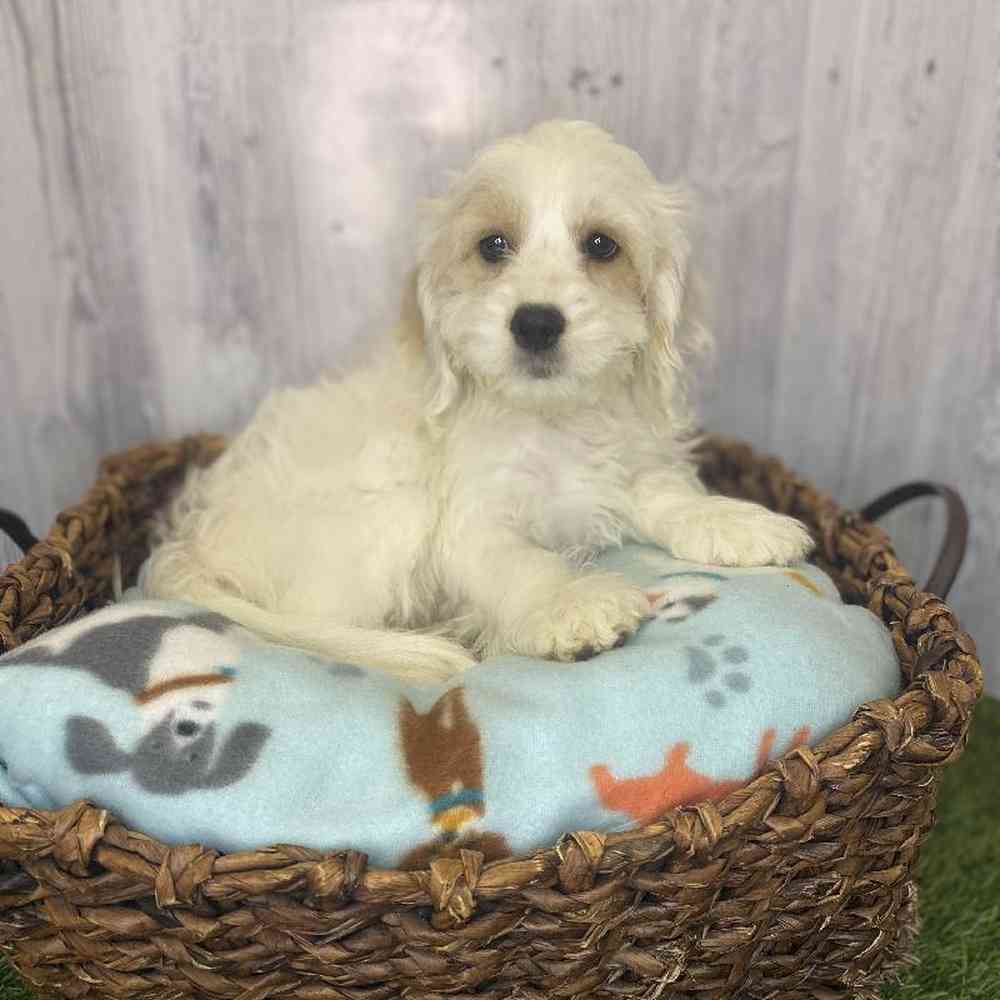 Female Cockapoo Puppy for Sale in Saugus, MA