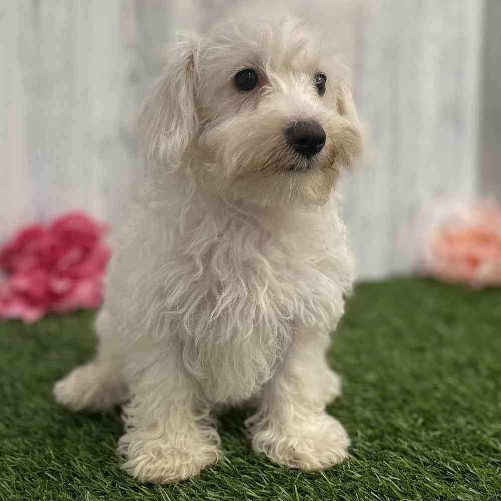 Female Schnoodle Puppy for sale