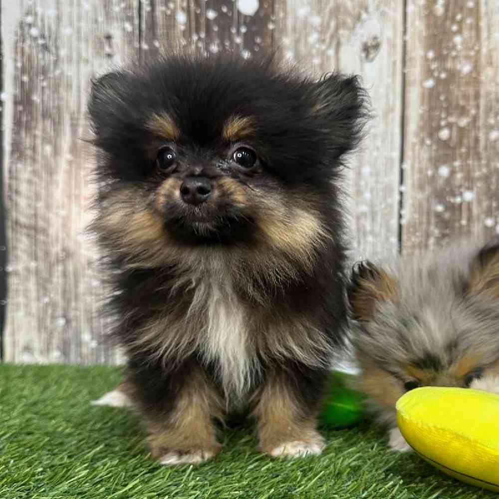 Male Pomeranian Puppy for Sale in Saugus, MA