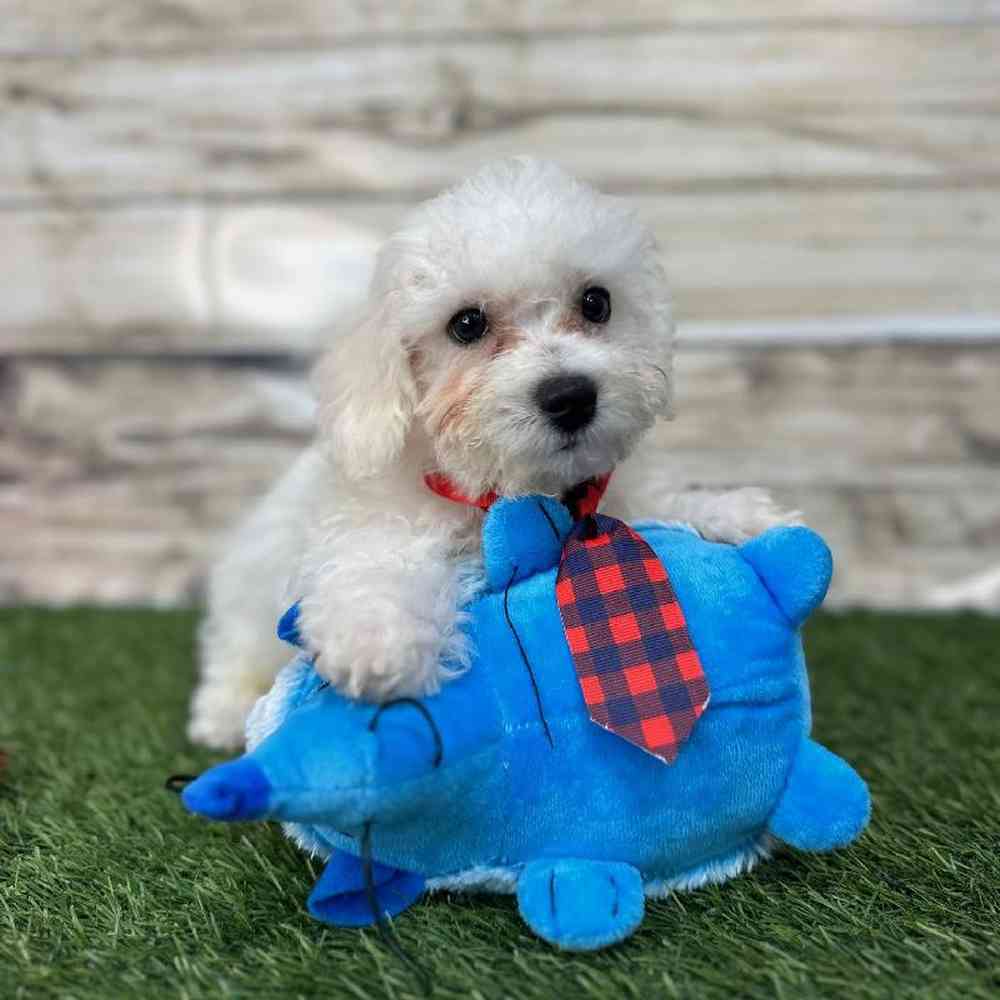 Male Bichon Frise Puppy for Sale in Saugus, MA