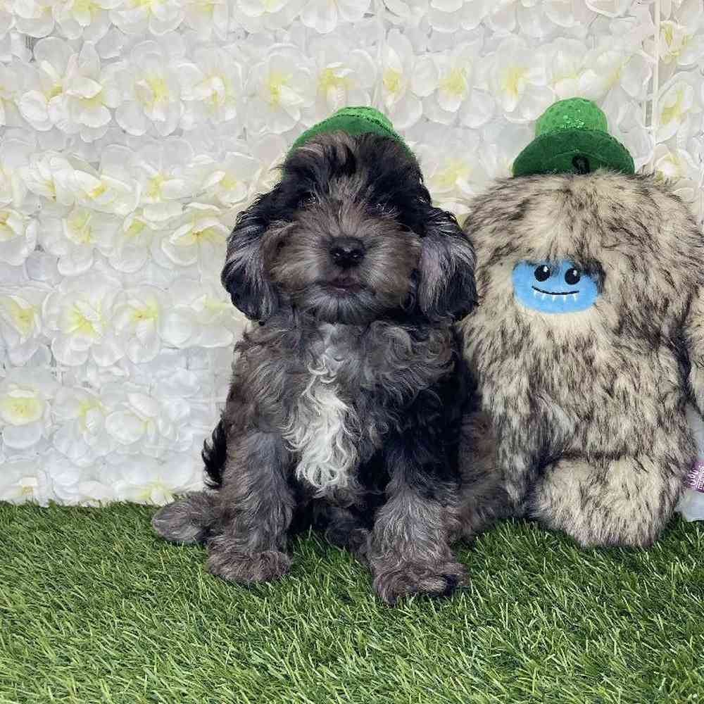 Male Cockapoo Puppy for Sale in Braintree, MA