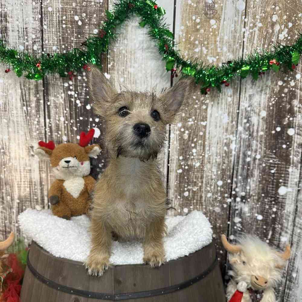 Male Cairn Terrier Puppy for Sale in Saugus, MA