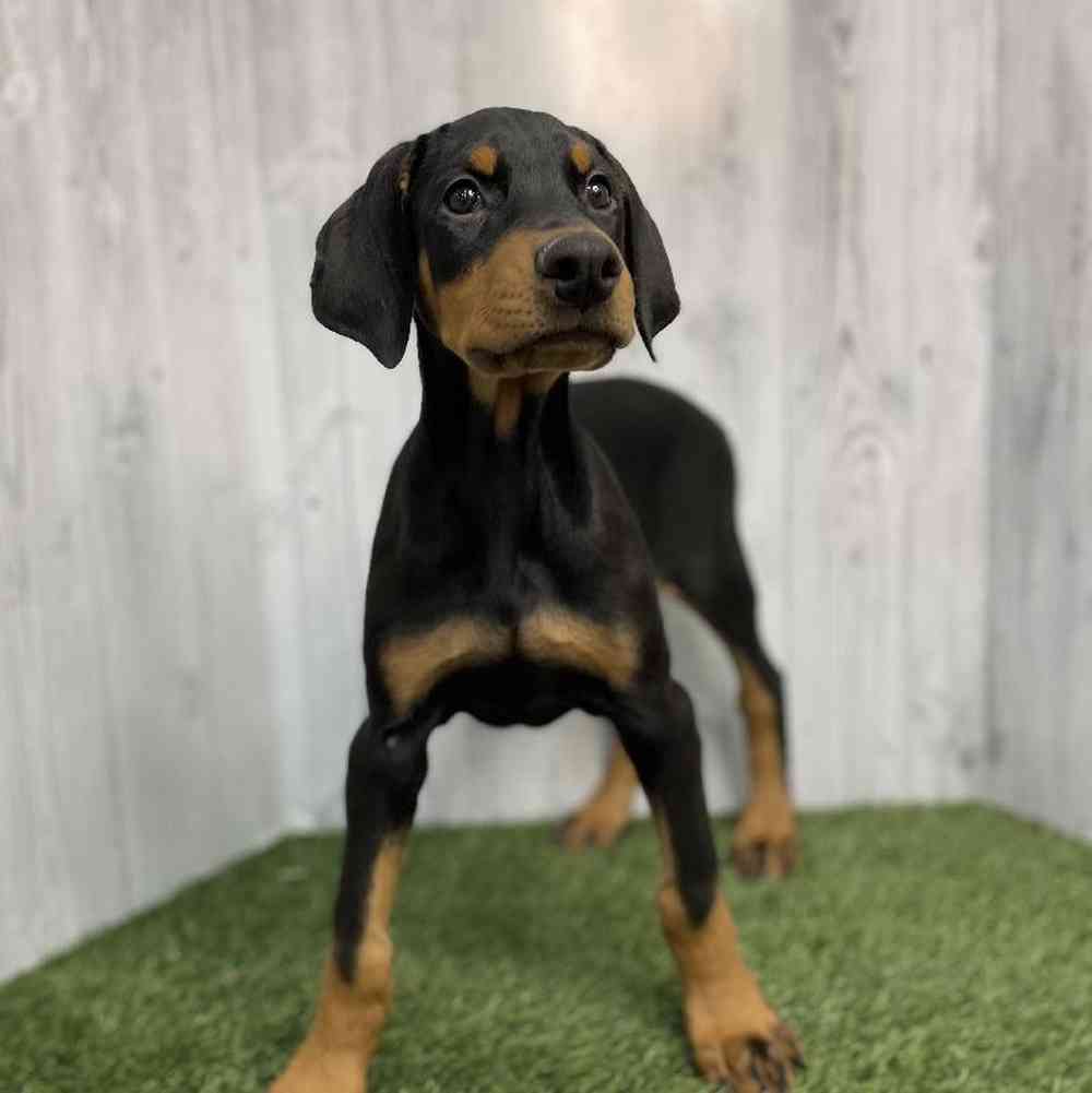 Male Doberman Pinscher Puppy for sale
