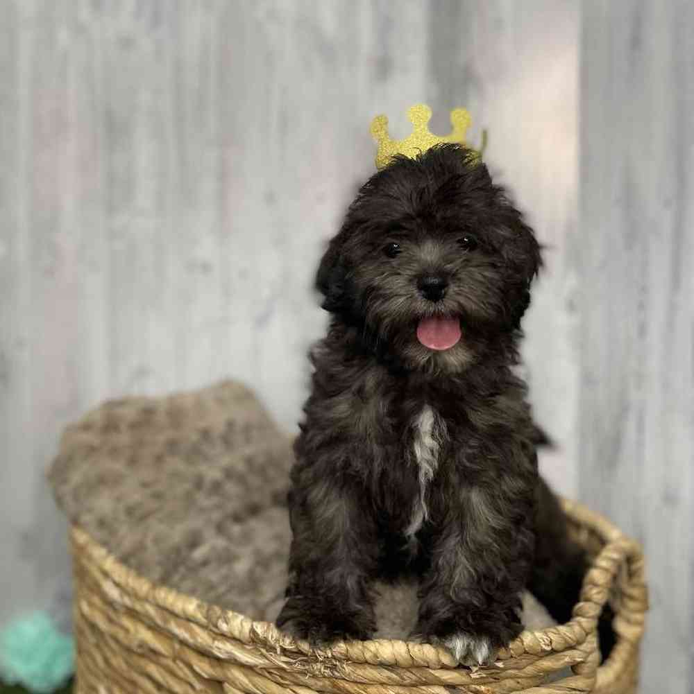 Male Shipoo Puppy for sale