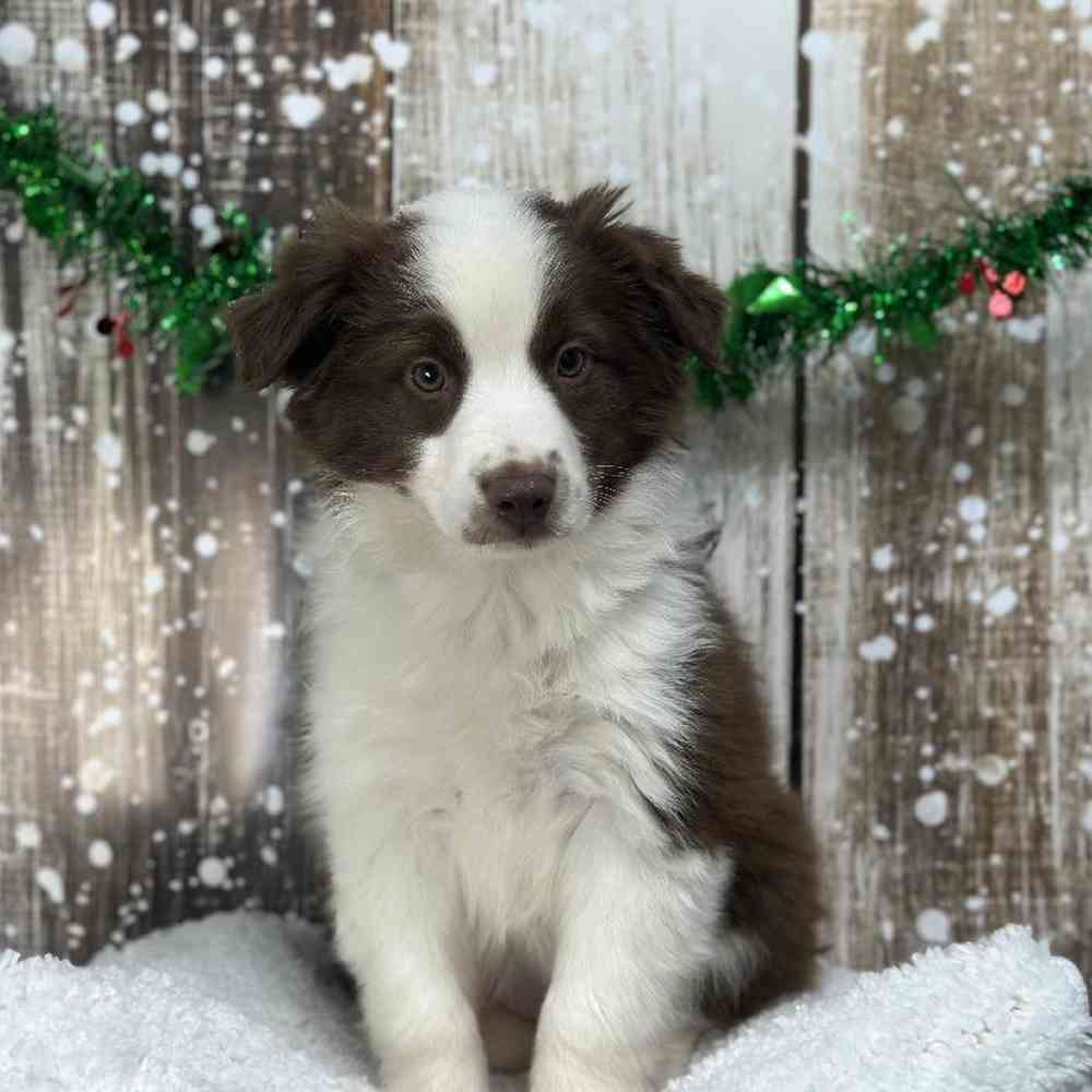 Female Miniature Australian Shepherd Puppy for Sale in Saugus, MA