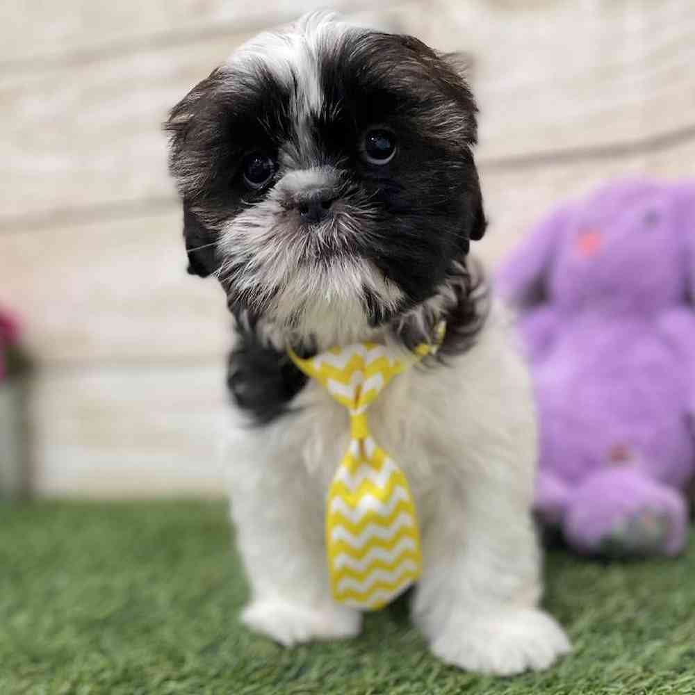 Male Shih Tzu Puppy for Sale in Braintree, MA