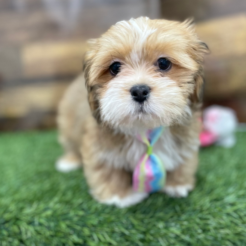 Male Lhasa Apso Puppy for Sale in Braintree, MA