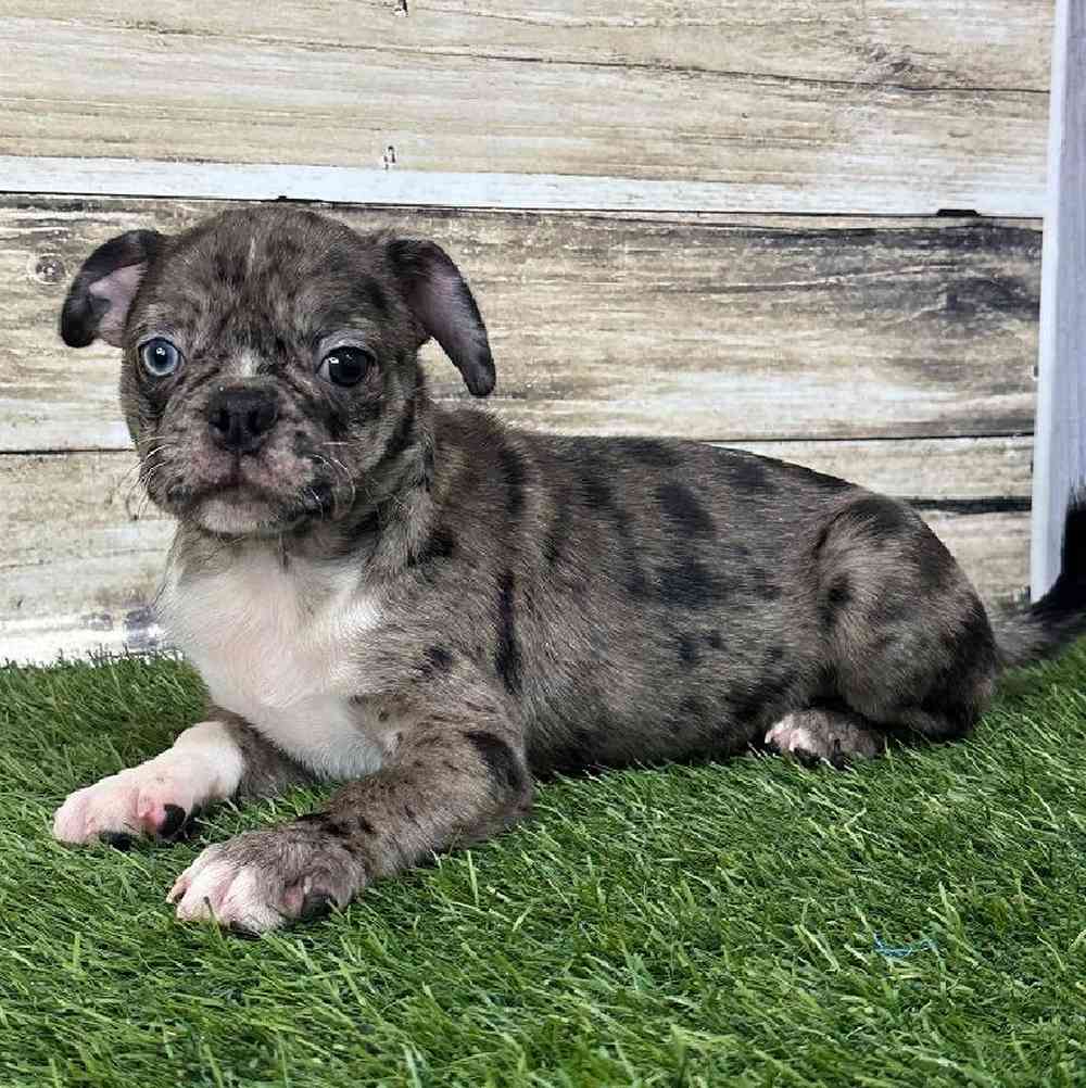 Male Bugg Puppy for Sale in Saugus, MA
