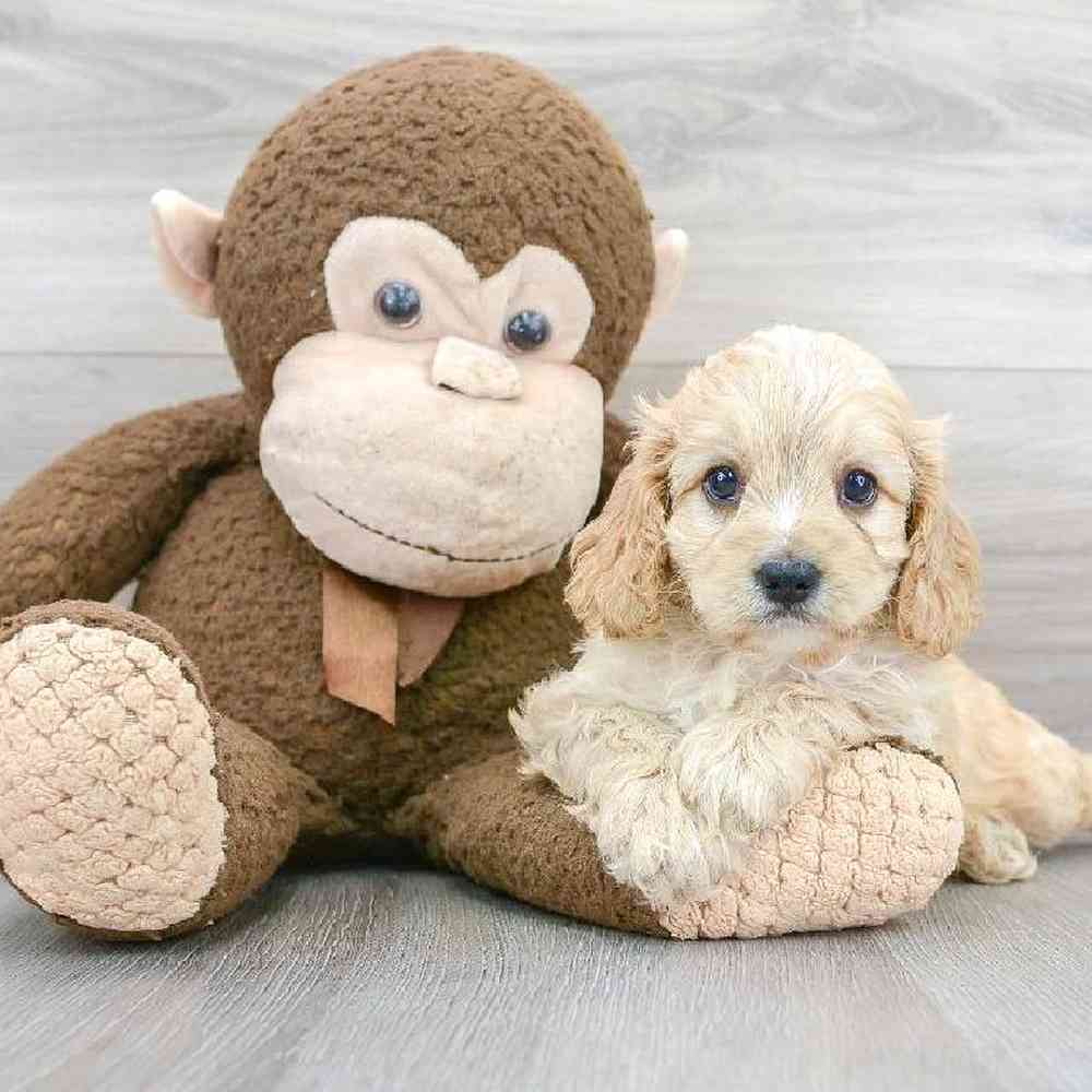 cavapoo-meatball-5381906535414240.jpg
