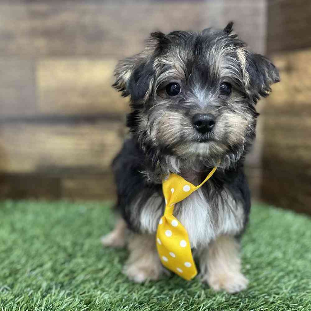 Male Silkese Puppy for Sale in Braintree, MA
