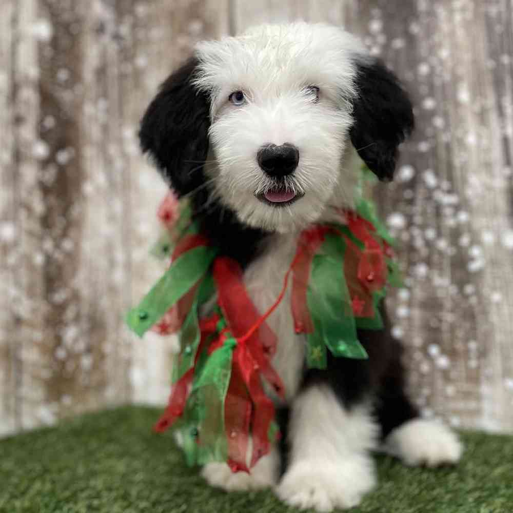 Male Old English Sheepdog Puppy for Sale in Braintree, MA