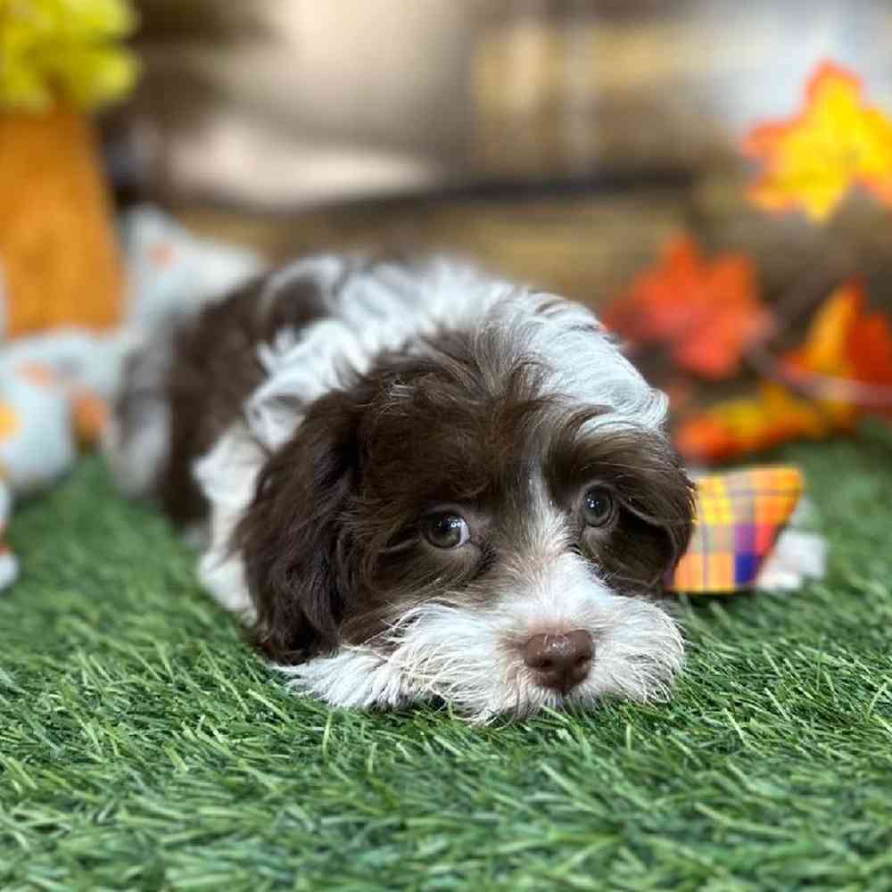 Male Havanese Puppy for Sale in Saugus, MA