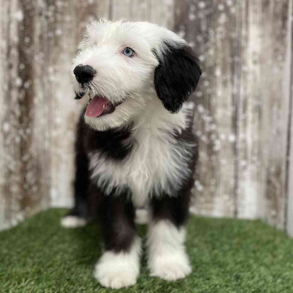 Male Old English Sheepdog Puppy for Sale in Braintree, MA