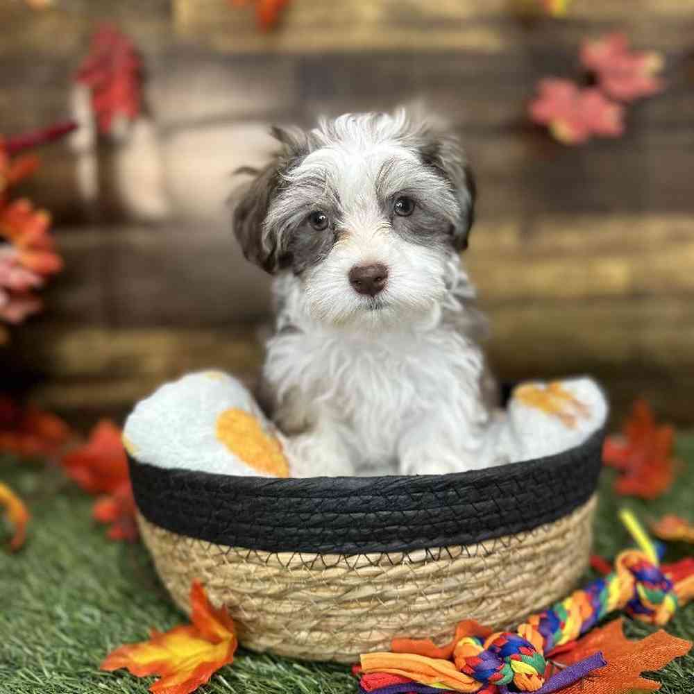 Male Havanese Puppy for Sale in Saugus, MA