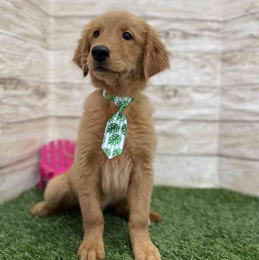 Male Golden Retriever Puppy for Sale in Braintree, MA