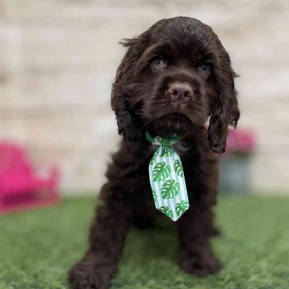 Male Cocker Spaniel Puppy for Sale in Braintree, MA