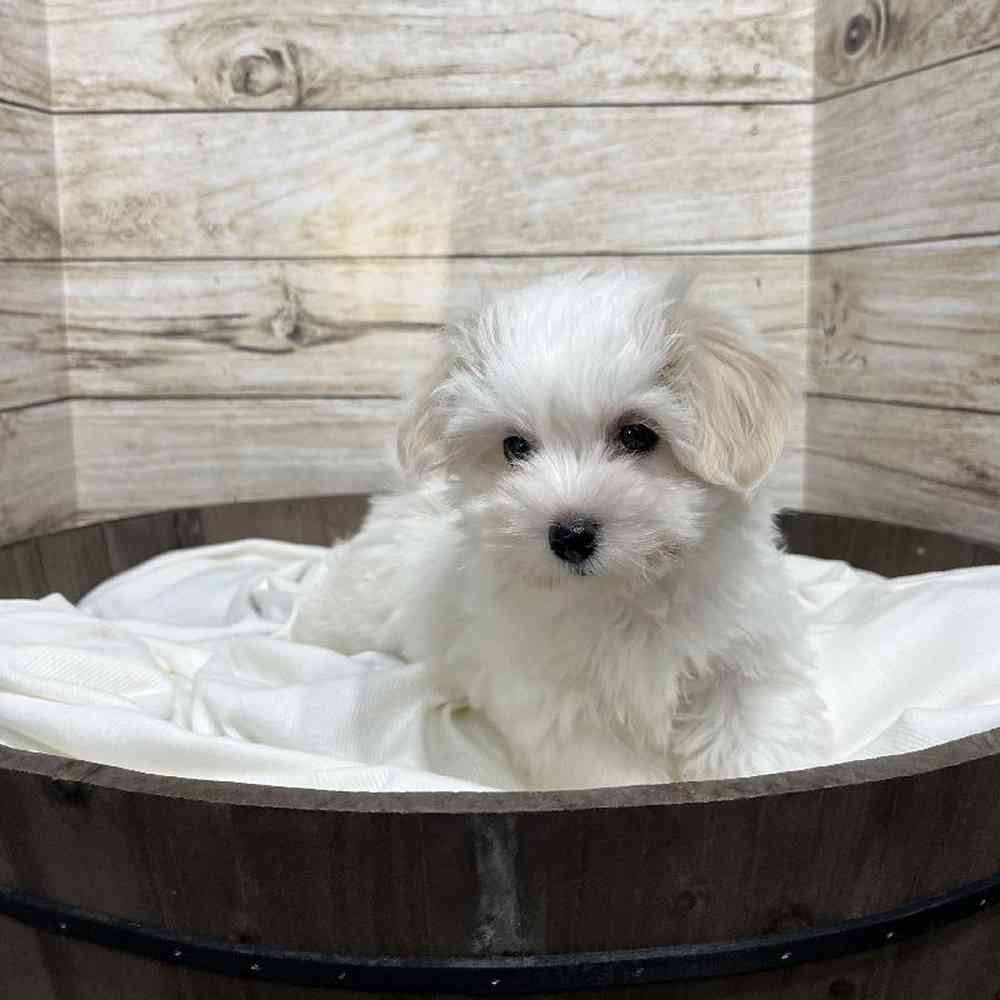 Male Coton De Tulear Puppy for Sale in Saugus, MA