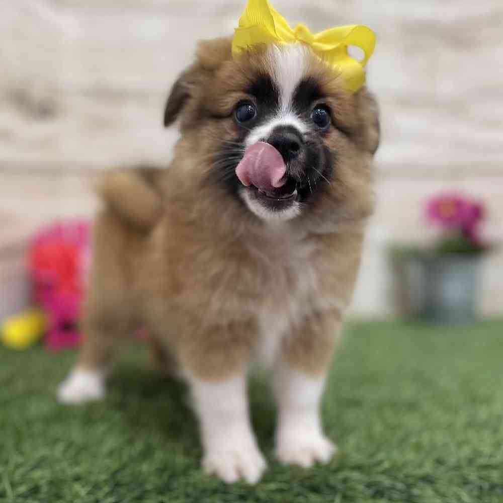 Female Aussie Pom Puppy for Sale in Braintree, MA