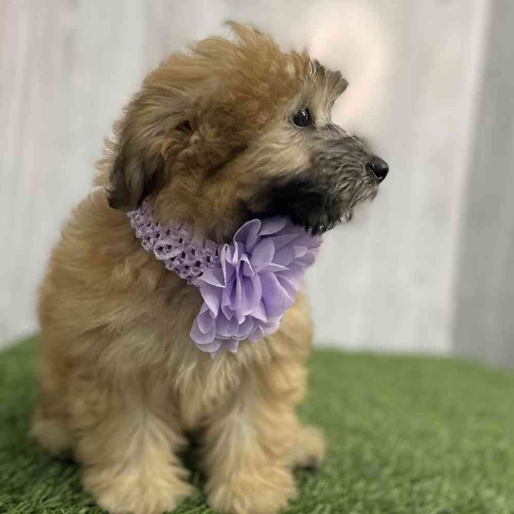 Female Mini Whoodle Puppy for sale