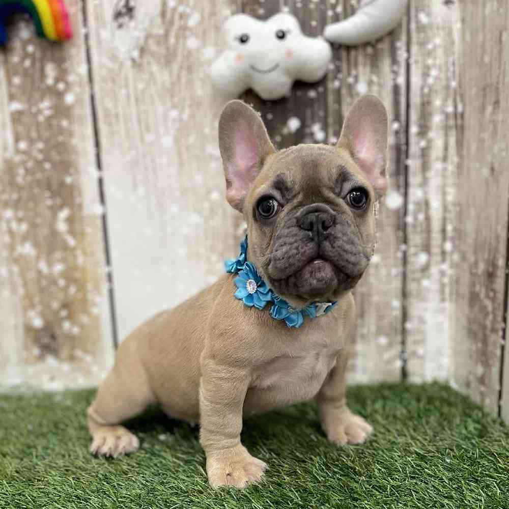 Female French Bulldog Puppy for Sale in Braintree, MA