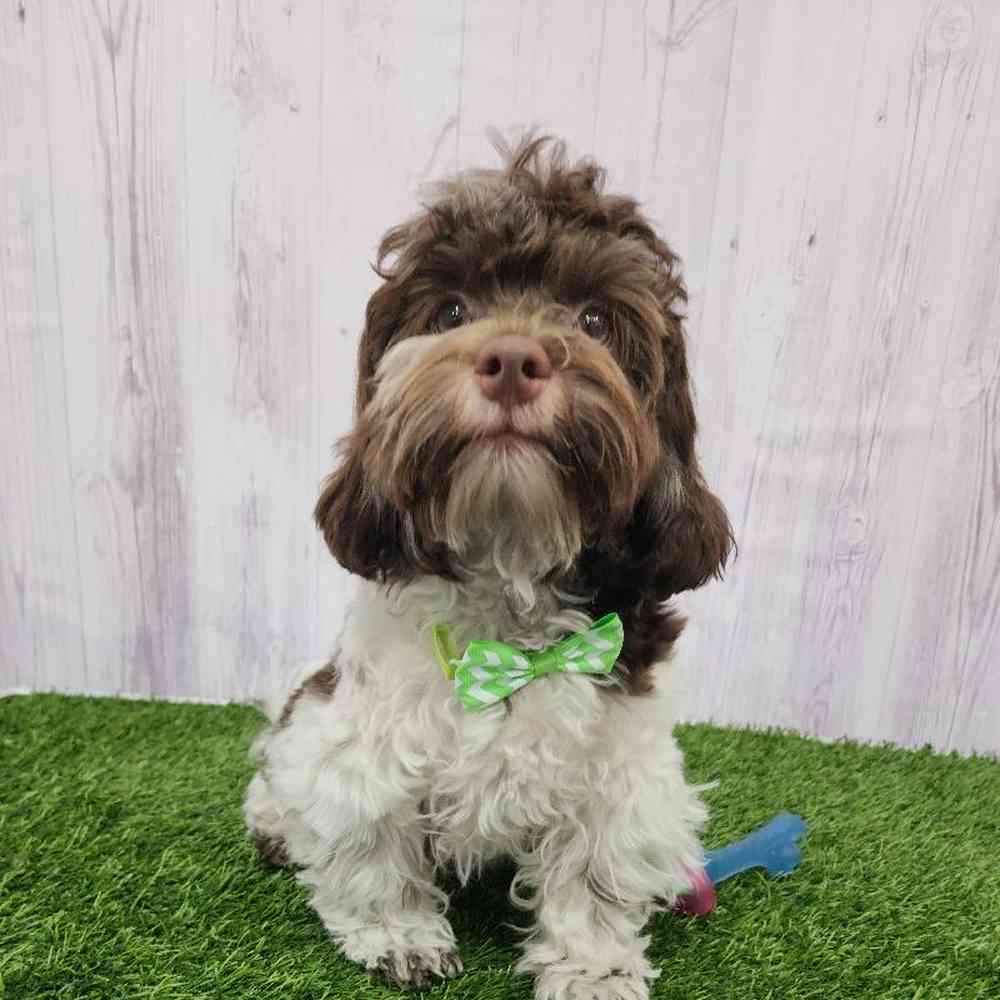 Male Havanese Puppy for Sale in Braintree, MA