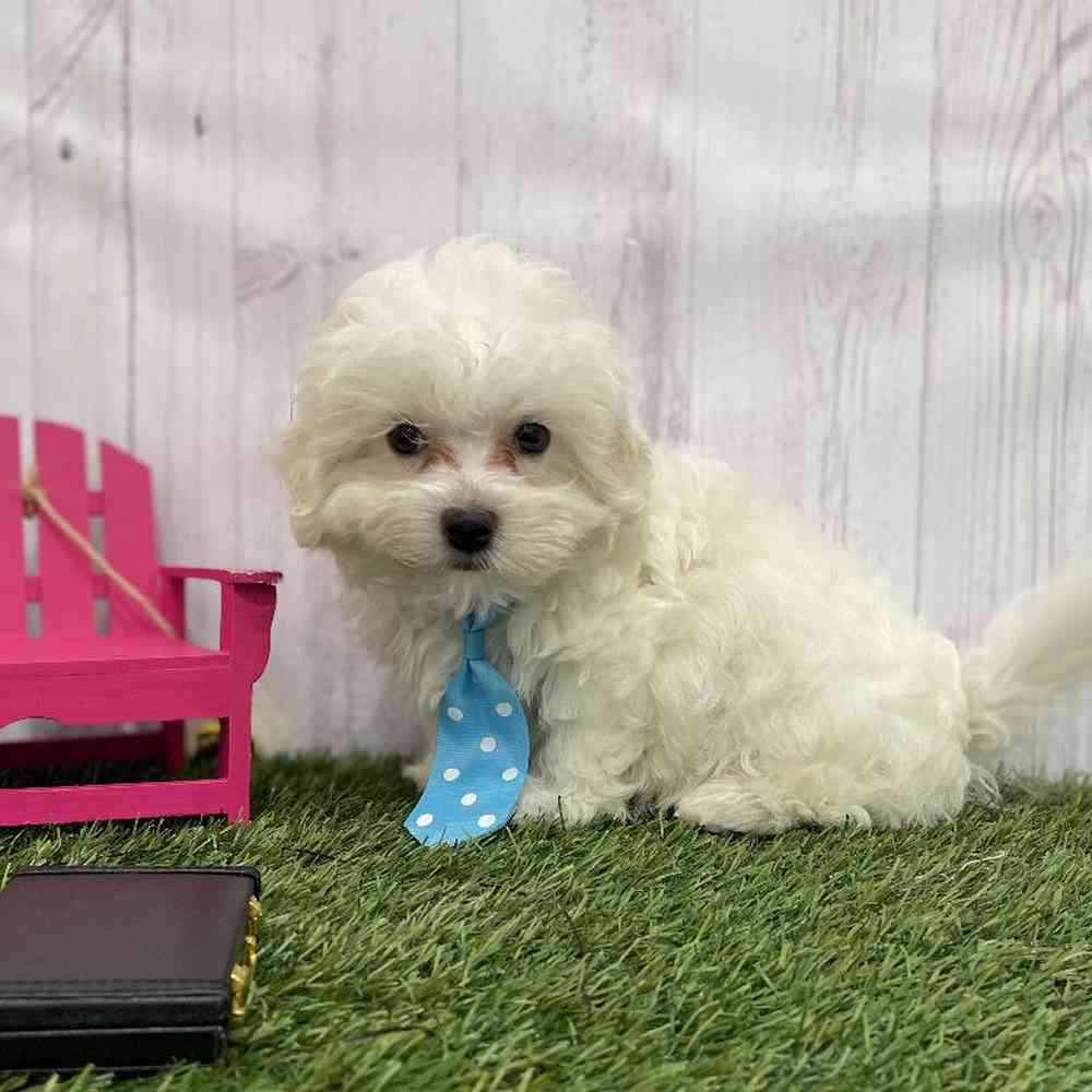 Male Malti-Poo Puppy for Sale in Braintree, MA