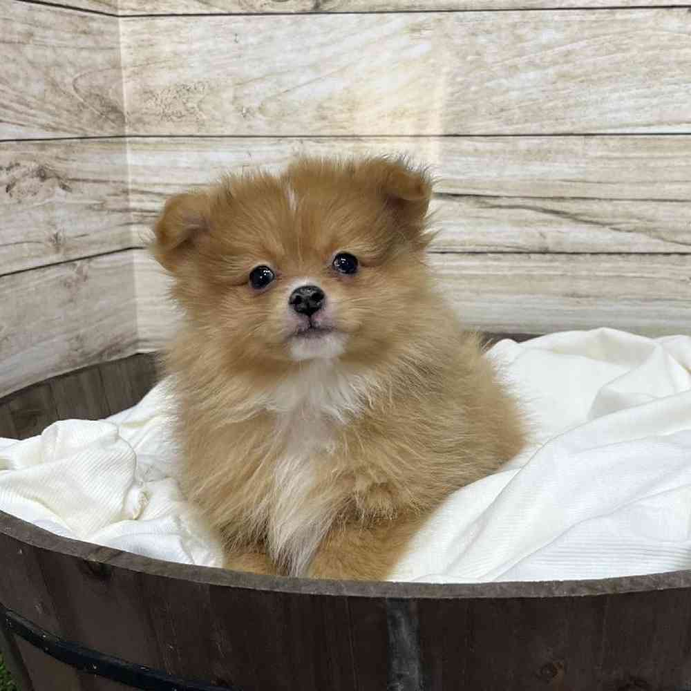 Male Pomeranian Puppy for Sale in Saugus, MA