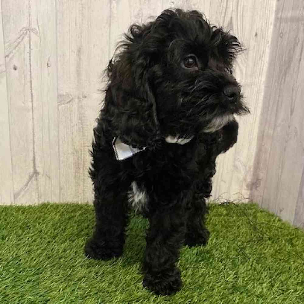 Male Cockapoo Puppy for sale
