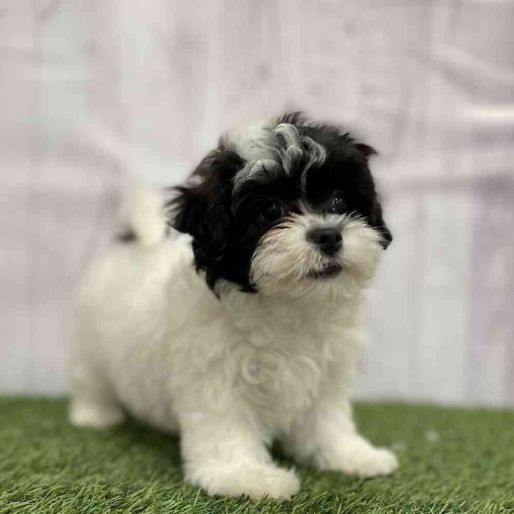 Female Lhasa-Poo Puppy for Sale in Braintree, MA