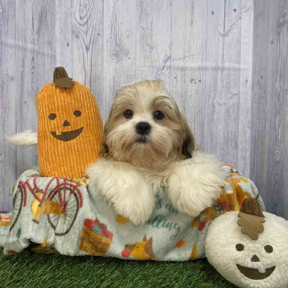 Male Shih Tzu Puppy for Sale in Saugus, MA