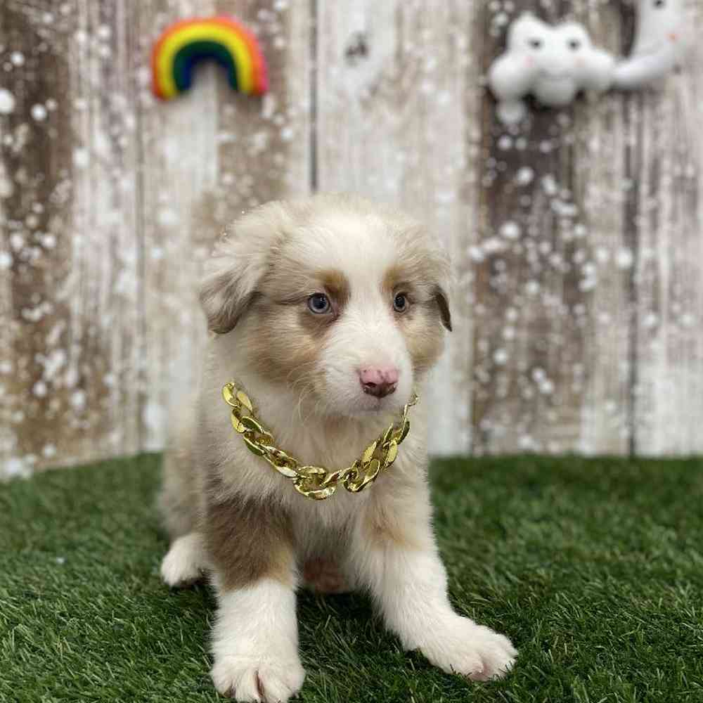 Male Australian Shepherd Puppy for Sale in Braintree, MA