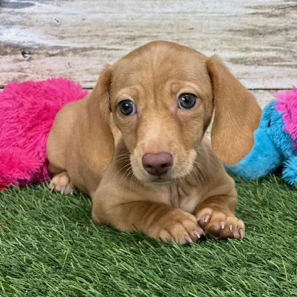 Male Dachshund Puppy for Sale in Saugus, MA