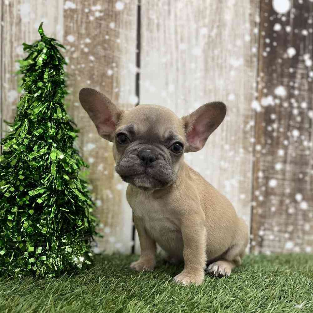 Female French Bulldog Puppy for Sale in Braintree, MA